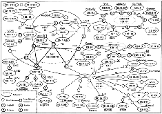 NSFNET